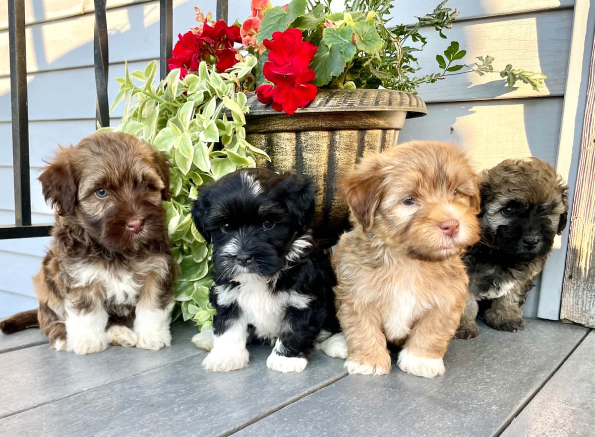 Havanese Puppies❤️🐾Call 717-598-0902 breeder image 2