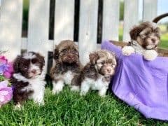 Havanese Puppies❤️🐾Call 717-598-0902 breeder image 4