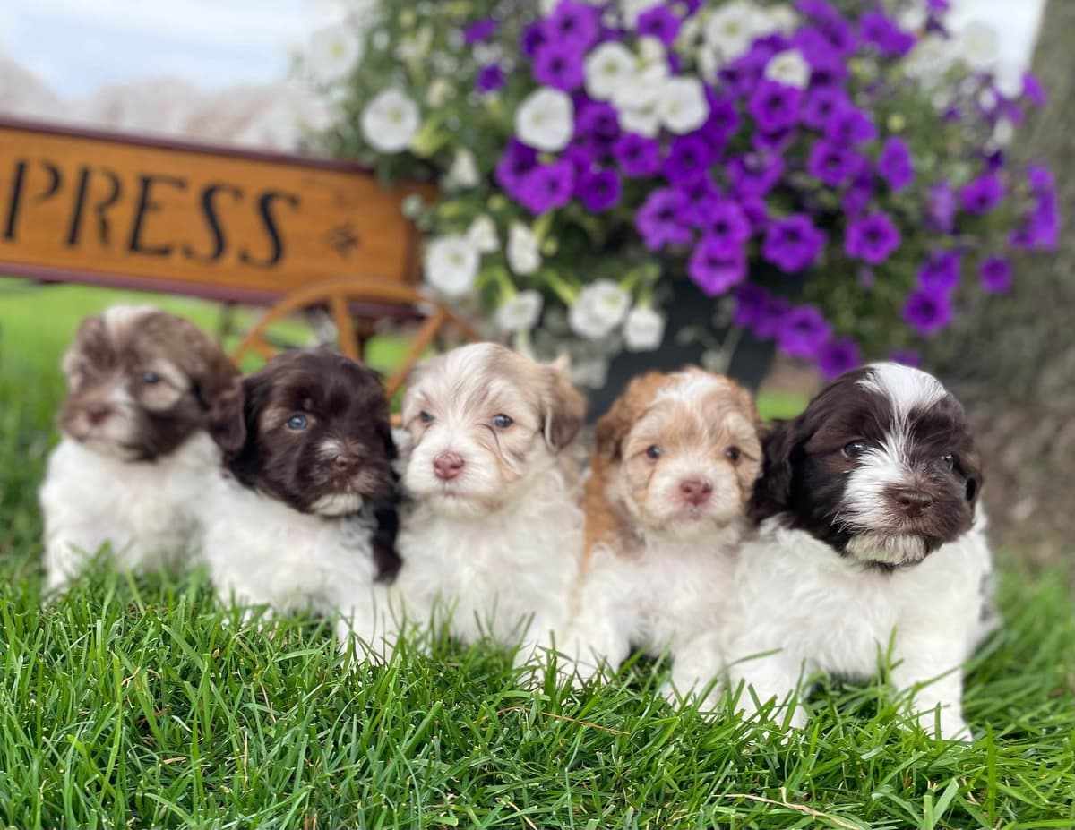 Havanese Puppies❤️🐾Call 717-598-0902 breeder image 5