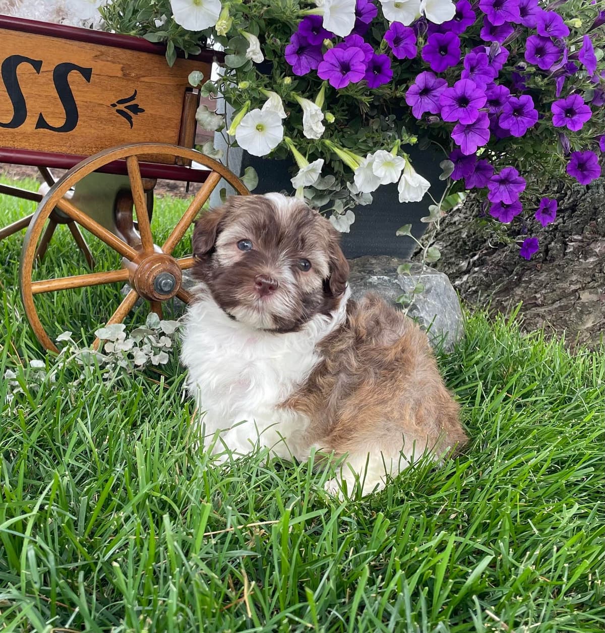 Havanese Puppies❤️🐾Call 717-598-0902 breeder image 6