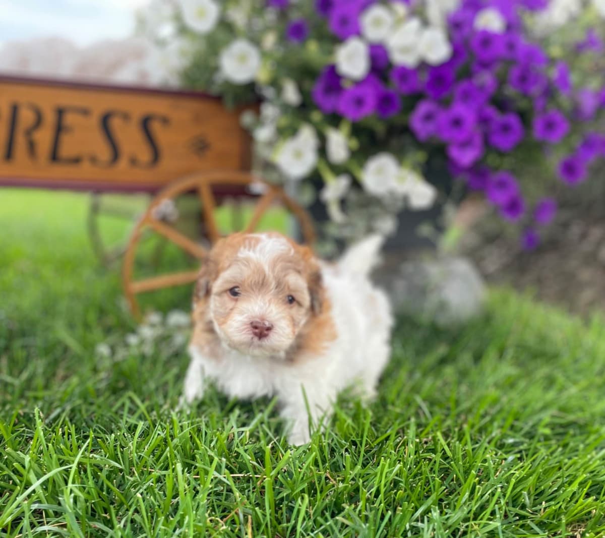 Havanese Puppies❤️🐾Call 717-598-0902 breeder image 7