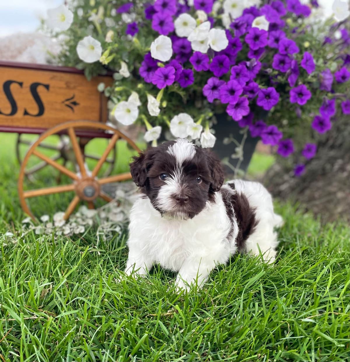 Havanese Puppies❤️🐾Call 717-598-0902 breeder image 8