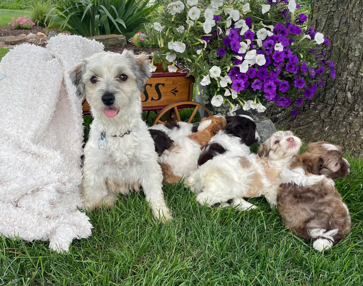 Havanese Puppies❤️🐾Call 717-598-0902 breeder image 9