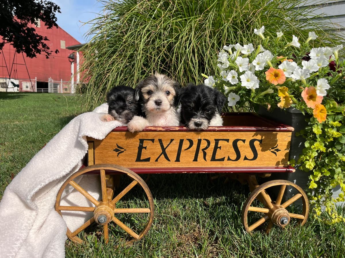 Havanese Puppies❤️🐾Call 717-598-0902 breeder image 11