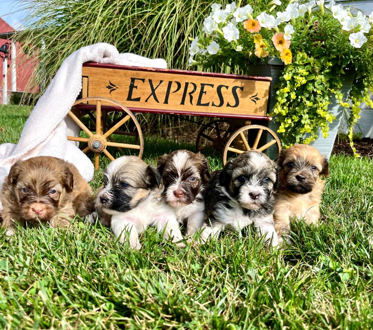 Havanese Puppies❤️🐾Call 717-598-0902 breeder image 12