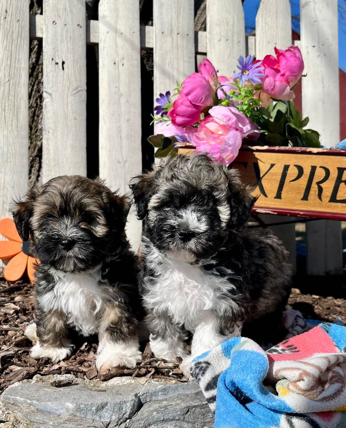 Havanese Puppies❤️🐾Call 717-598-0902 breeder image 13
