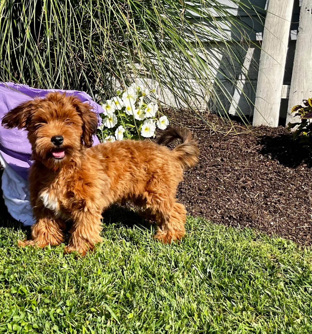 Havanese Puppies❤️🐾Call 717-598-0902 breeder image 16