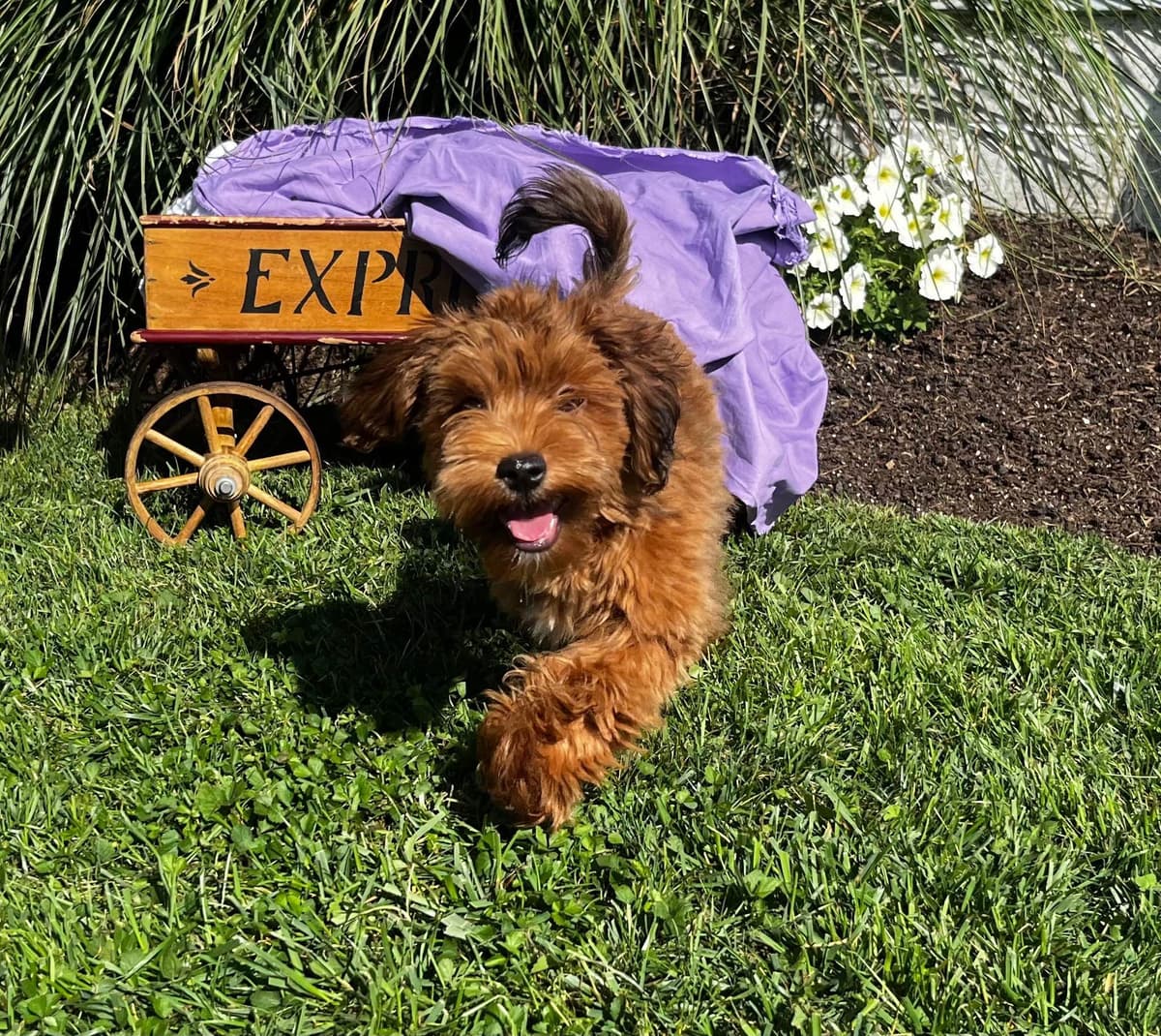 Havanese Puppies❤️🐾Call 717-598-0902 breeder image 15