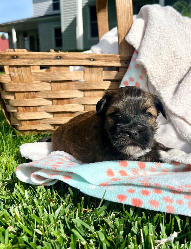 Havanese Puppies❤️🐾Call 717-598-0902 media 4