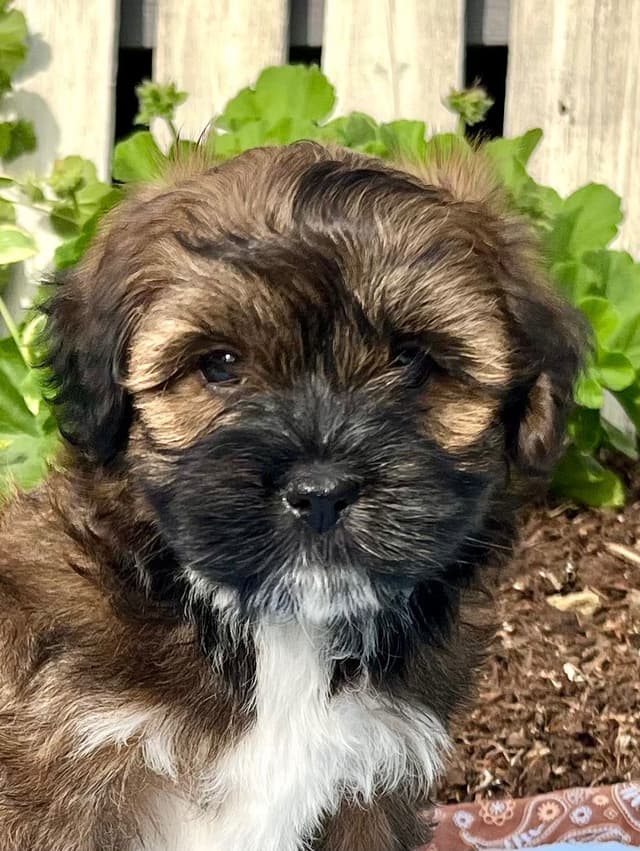 Havanese Puppies❤️🐾Call 717-598-0902 media 3