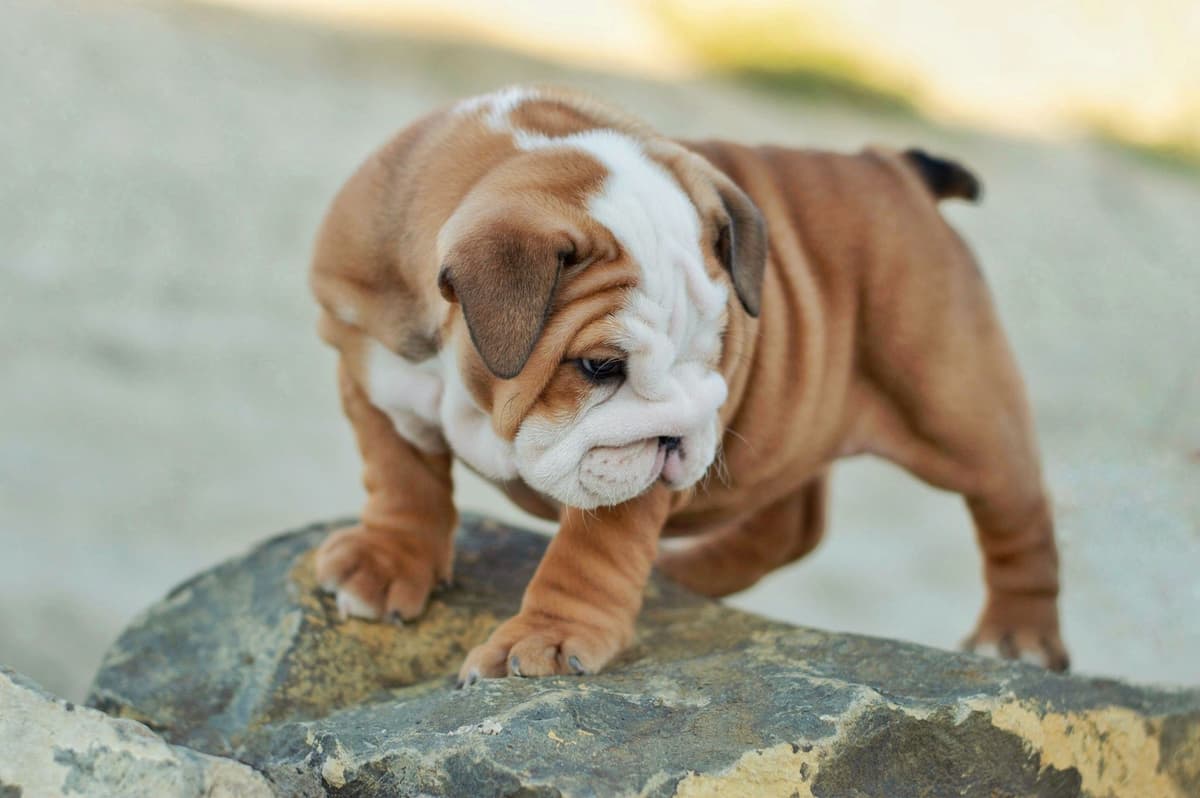 Bulldog Puppies breeder image 5