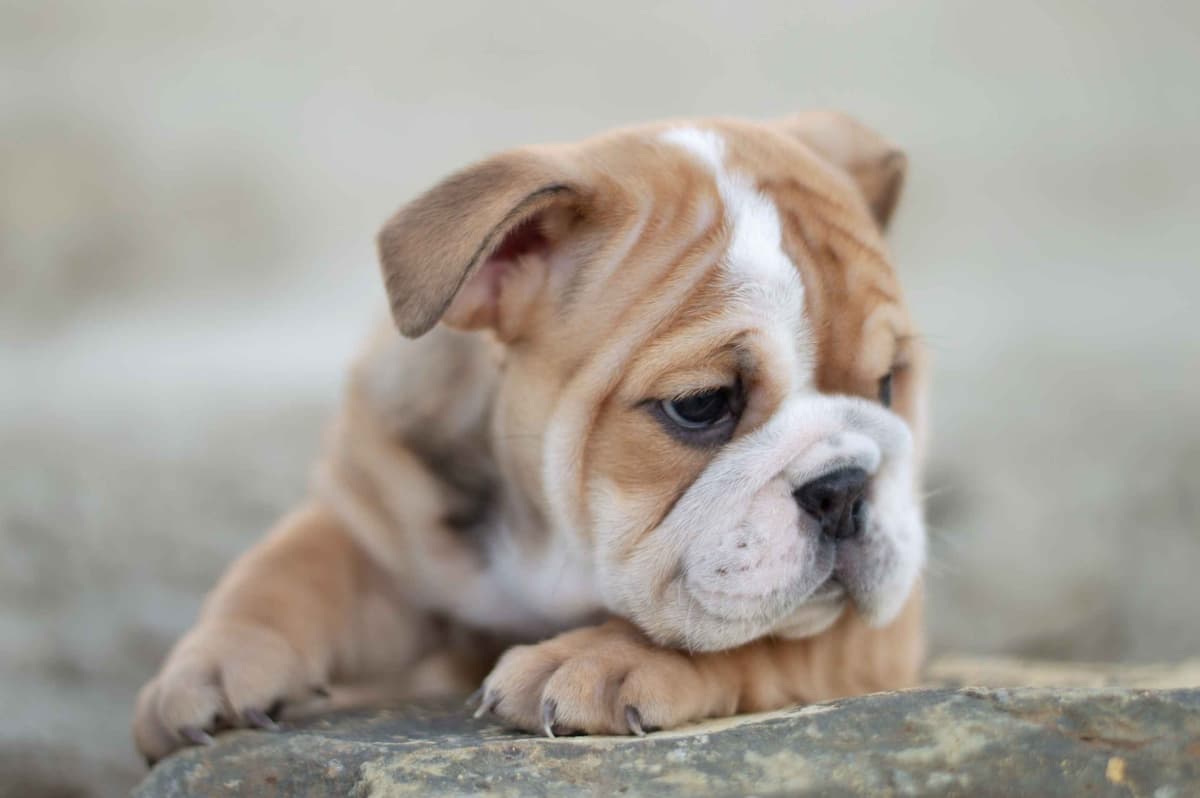 Bulldog Puppies breeder image 4