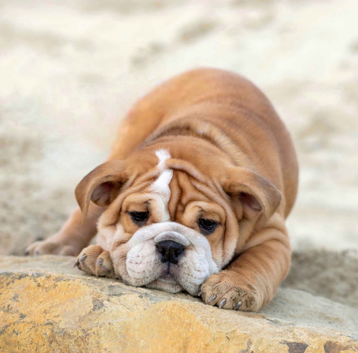 Bulldog Puppies breeder image 7