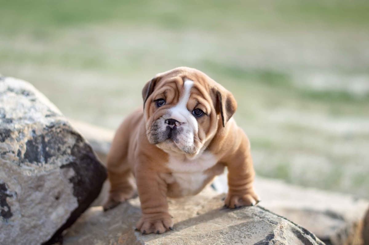 Bulldog Puppies breeder image 10