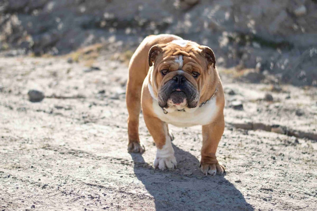 Bulldog Puppies breeder image 11