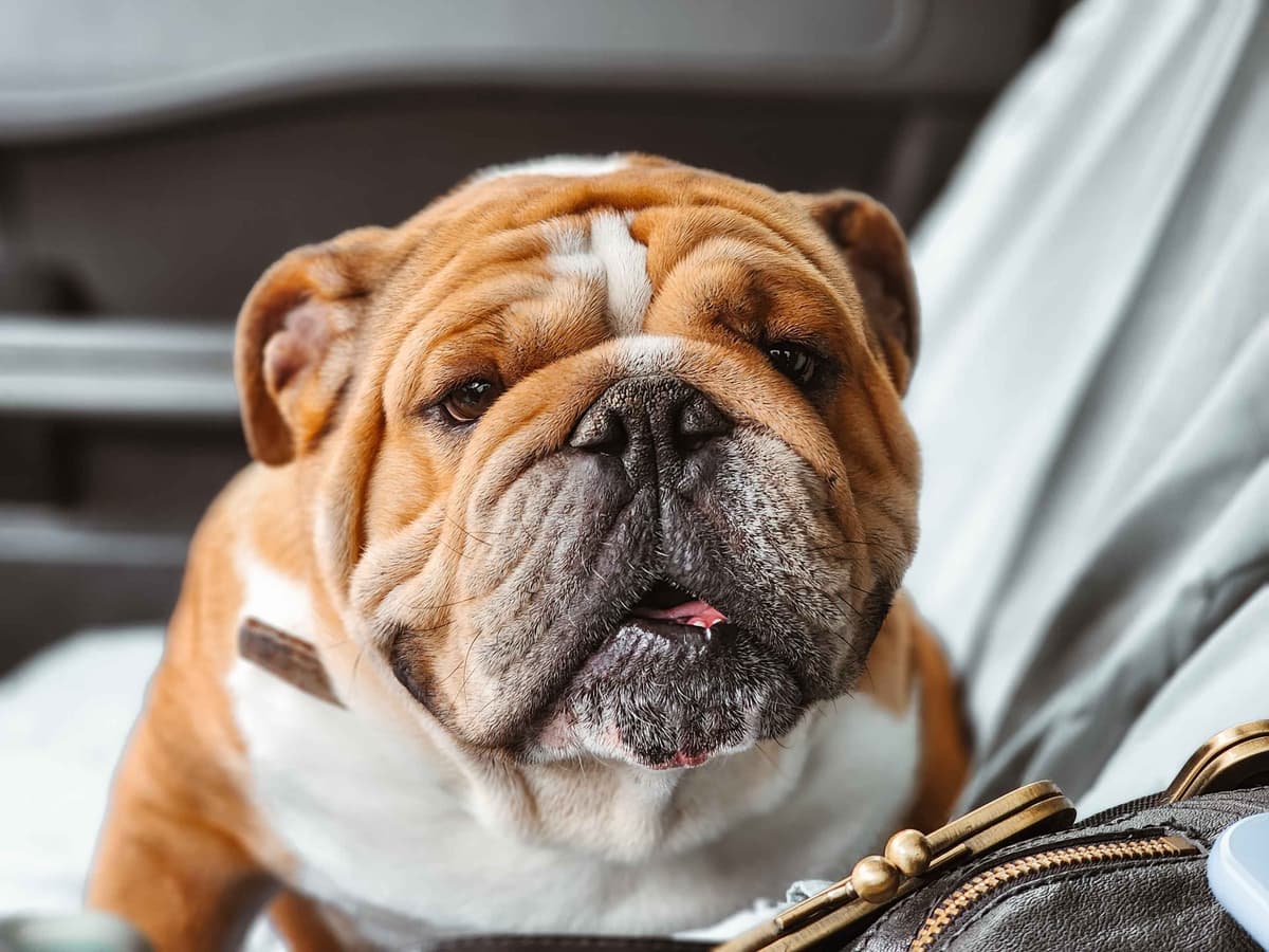 Bulldog Puppies breeder image 14