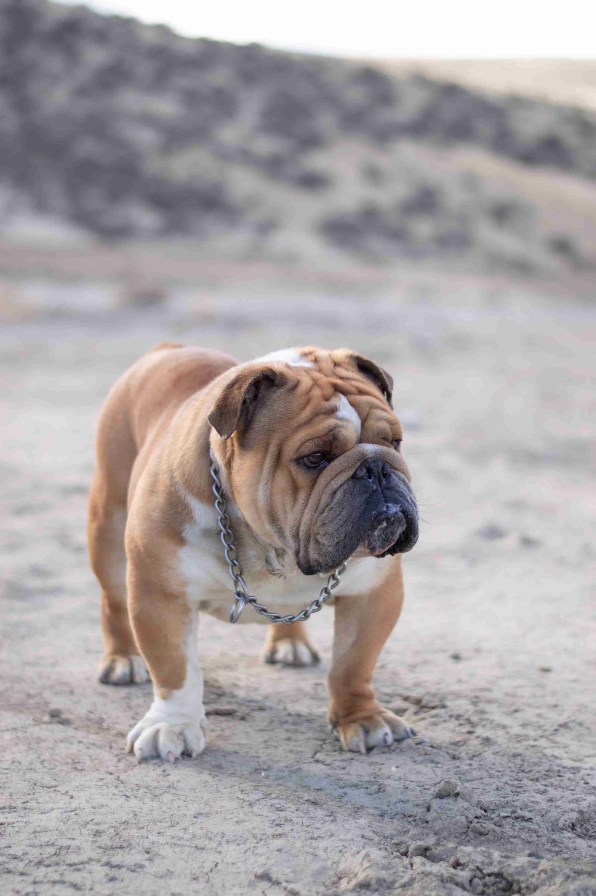 Bulldog Puppies breeder image 16