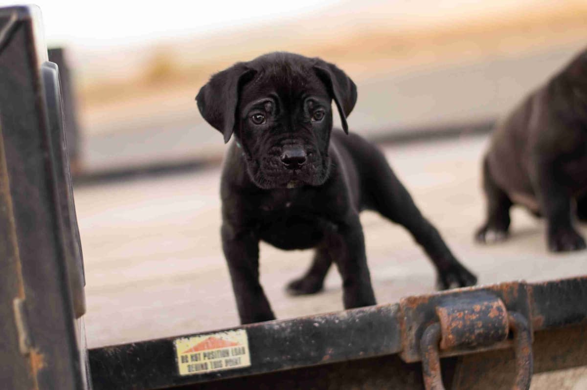 Bulldog Puppies breeder image 17
