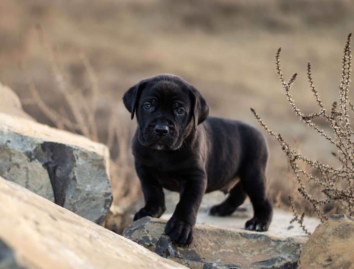 Bulldog Puppies breeder image 20