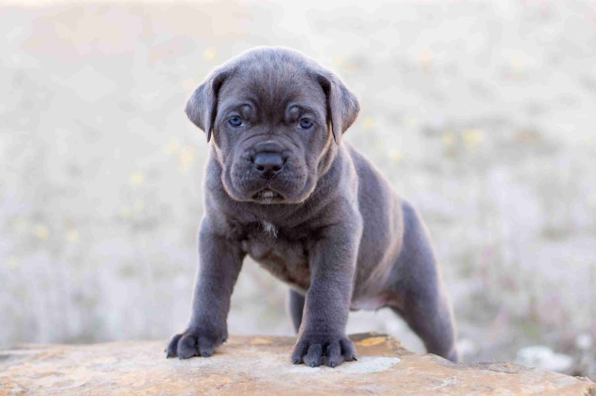Bulldog Puppies breeder image 23