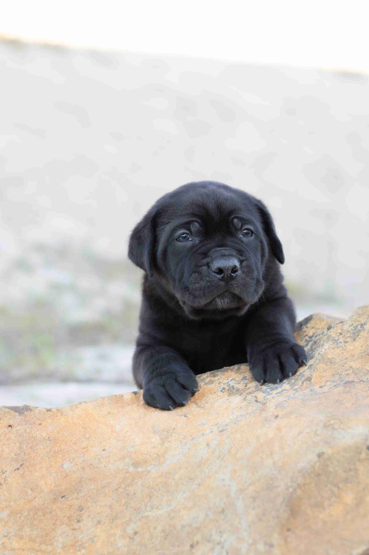 Bulldog Puppies breeder image 25