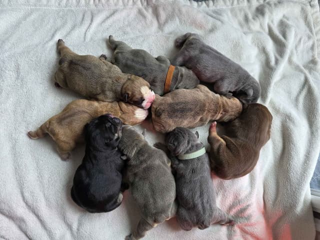 Bulldog Puppies media 7