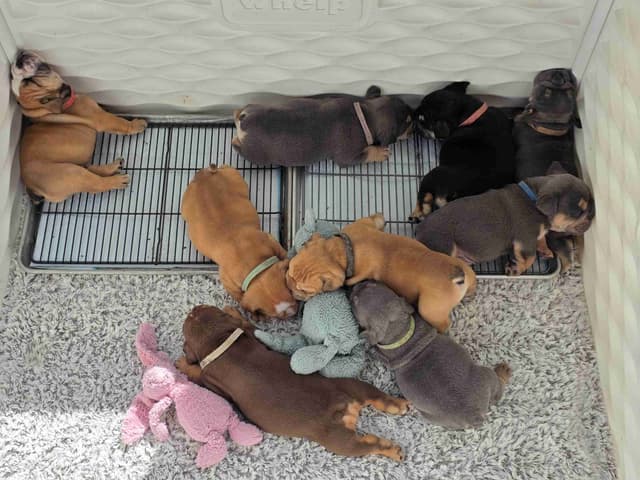 Bulldog Puppies media 8