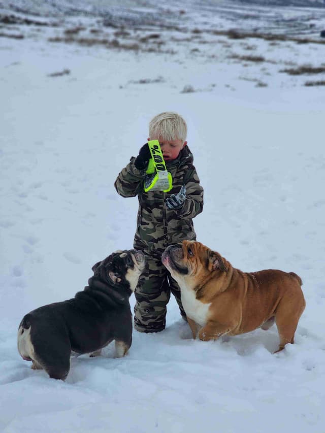 Bulldog Puppies media 9