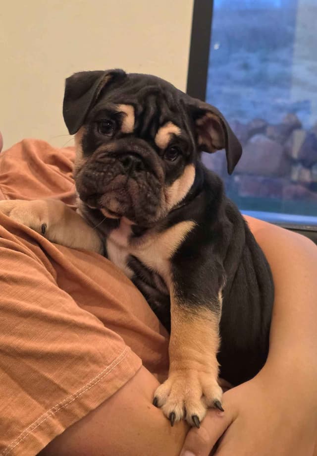 Bulldog Puppies media 3