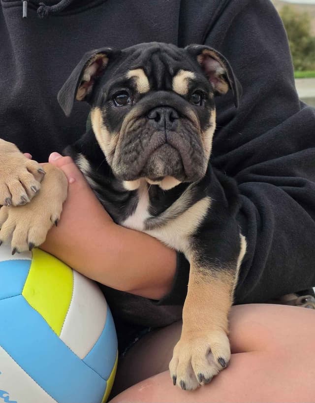 Bulldog Puppies media 4