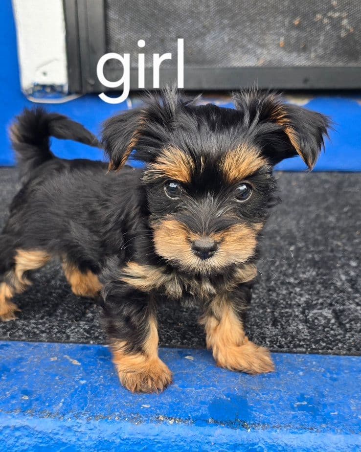 Yorkshire Terrier Puppies breeder image 1