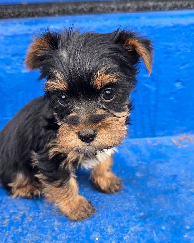 Yorkshire Terrier Puppies breeder image 2