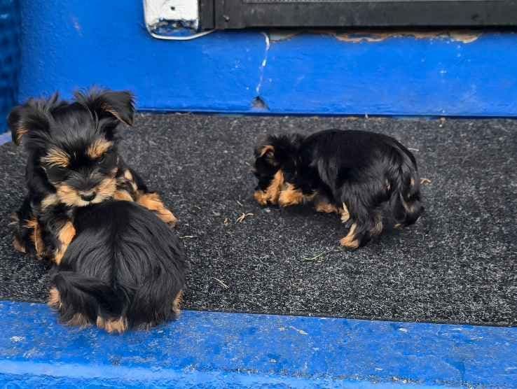 Yorkshire Terrier Puppies breeder image 3