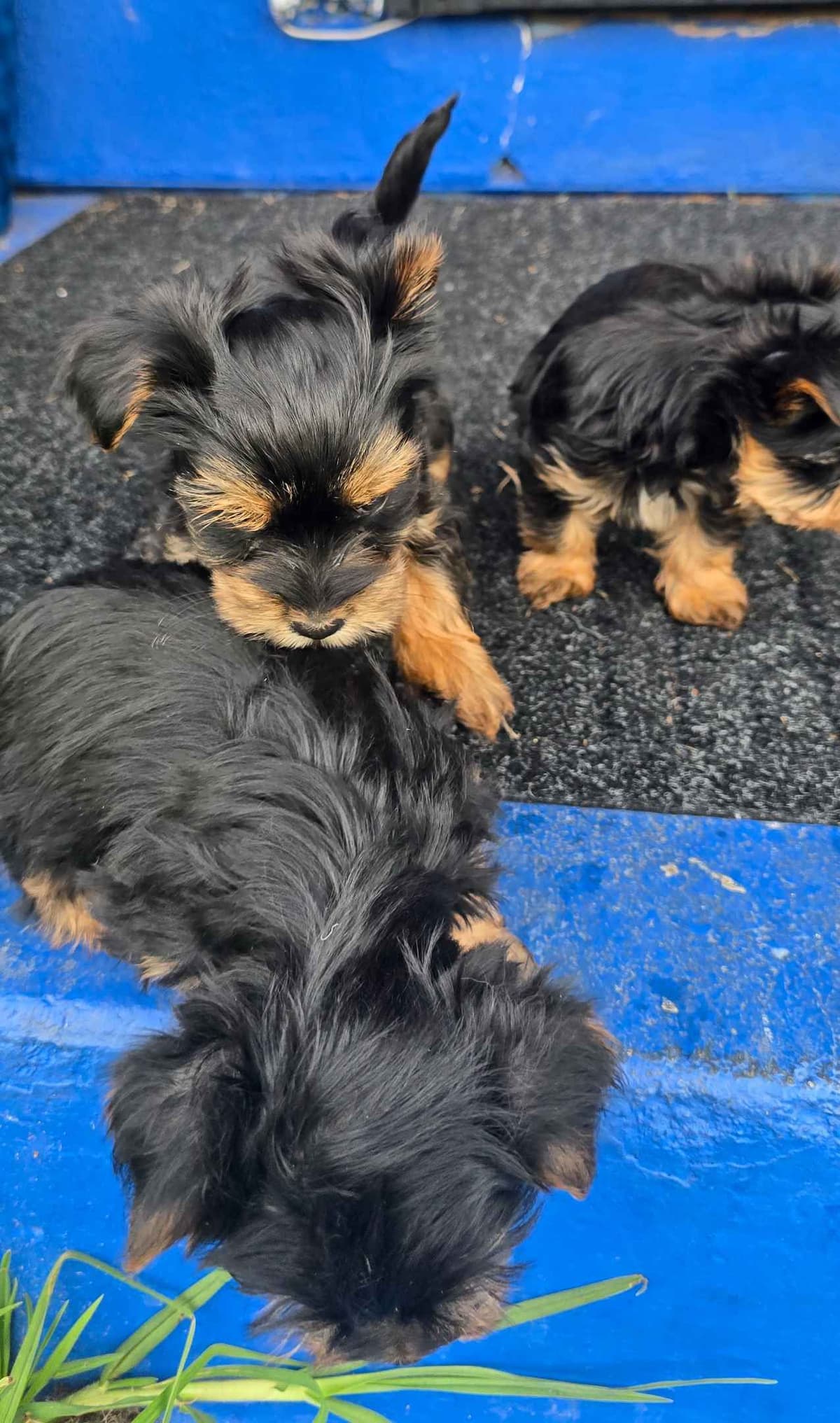Yorkshire Terrier Puppies breeder image 5