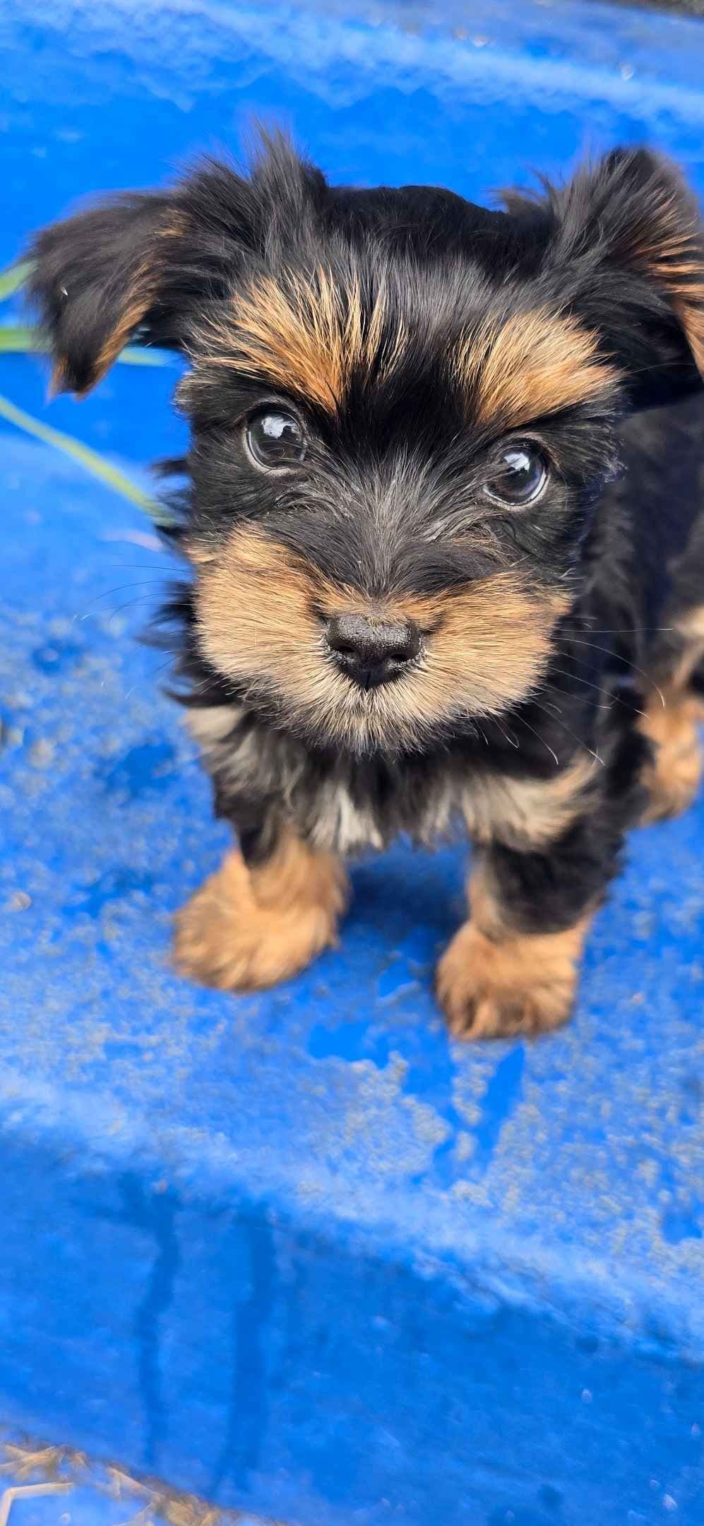 Yorkshire Terrier Puppies breeder image 6