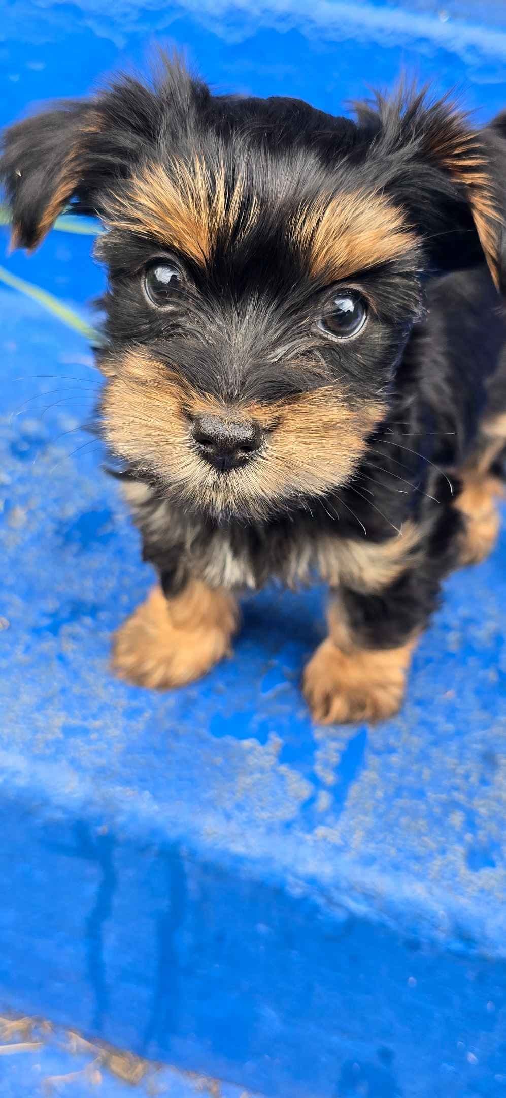 Yorkshire Terrier Puppies breeder image 7