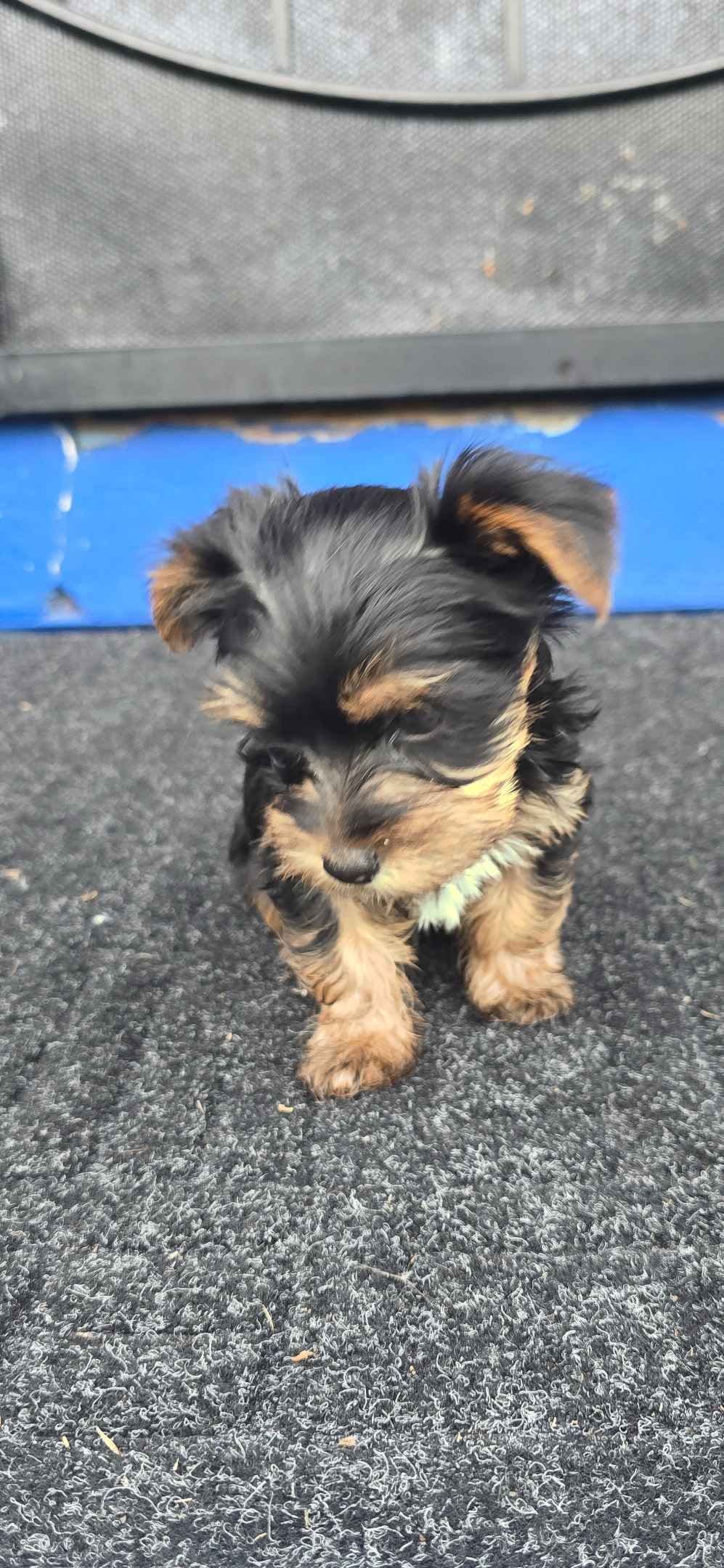 Yorkshire Terrier Puppies breeder image 8