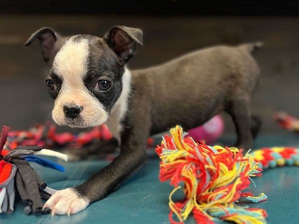 Boston Terrier Puppies coming soon media 2