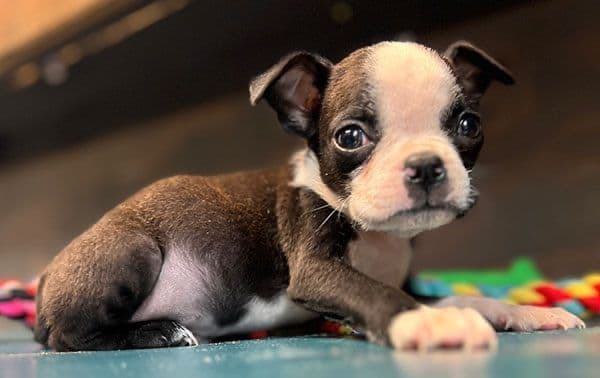 Boston Terrier Puppies coming soon media 3