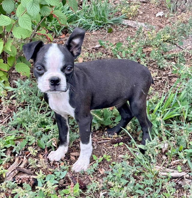 Boston Terrier Puppies coming soon media 4