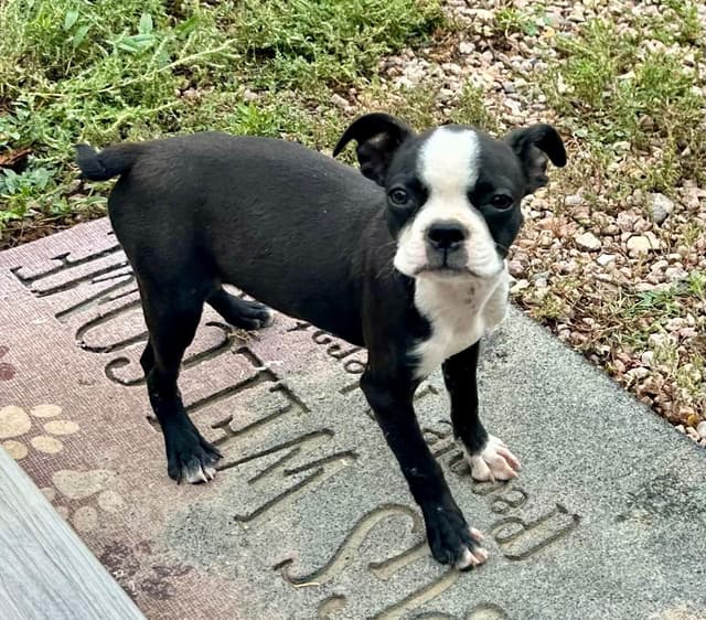 Boston Terrier Puppies coming soon media 5