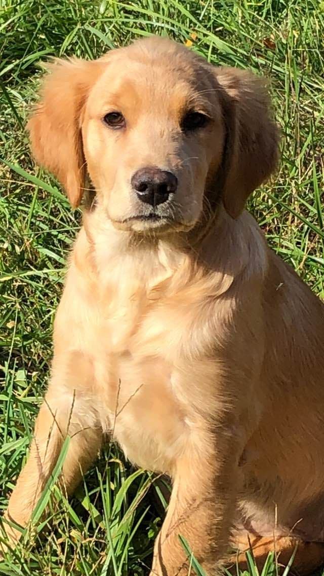 Golden Retriever Puppies breeder image 1