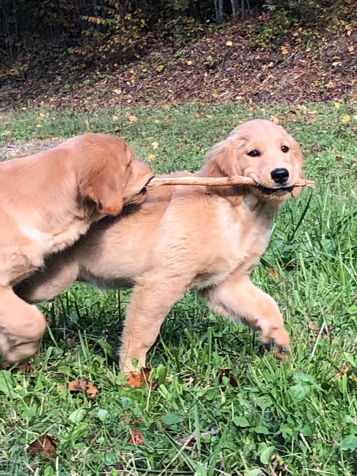 Golden Retriever Puppies breeder image 2