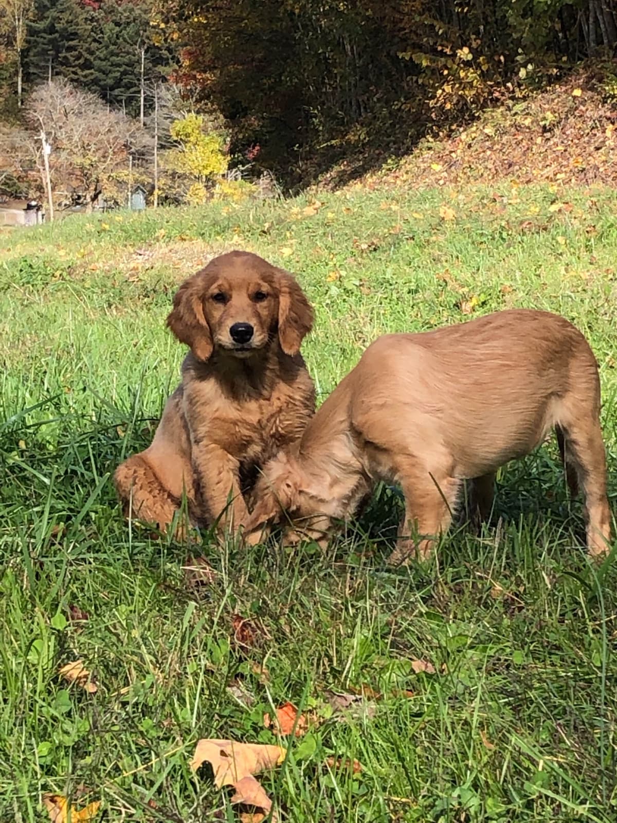 Golden Retriever Puppies breeder image 3