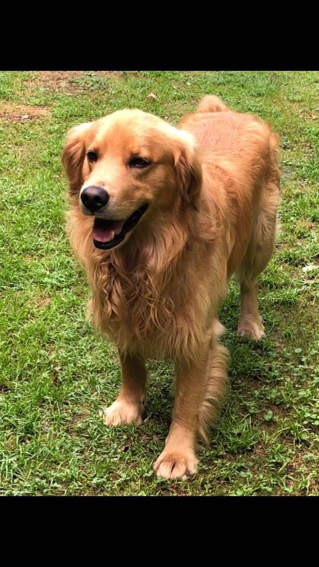 Golden Retriever Puppies breeder image 4