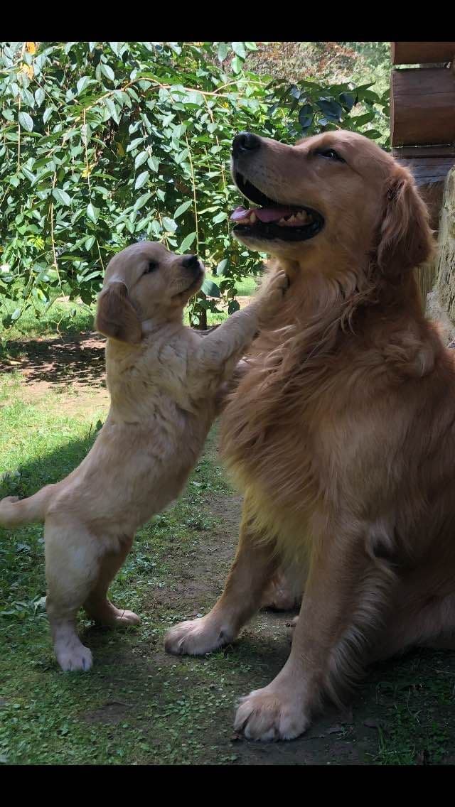 Golden Retriever Puppies breeder image 5