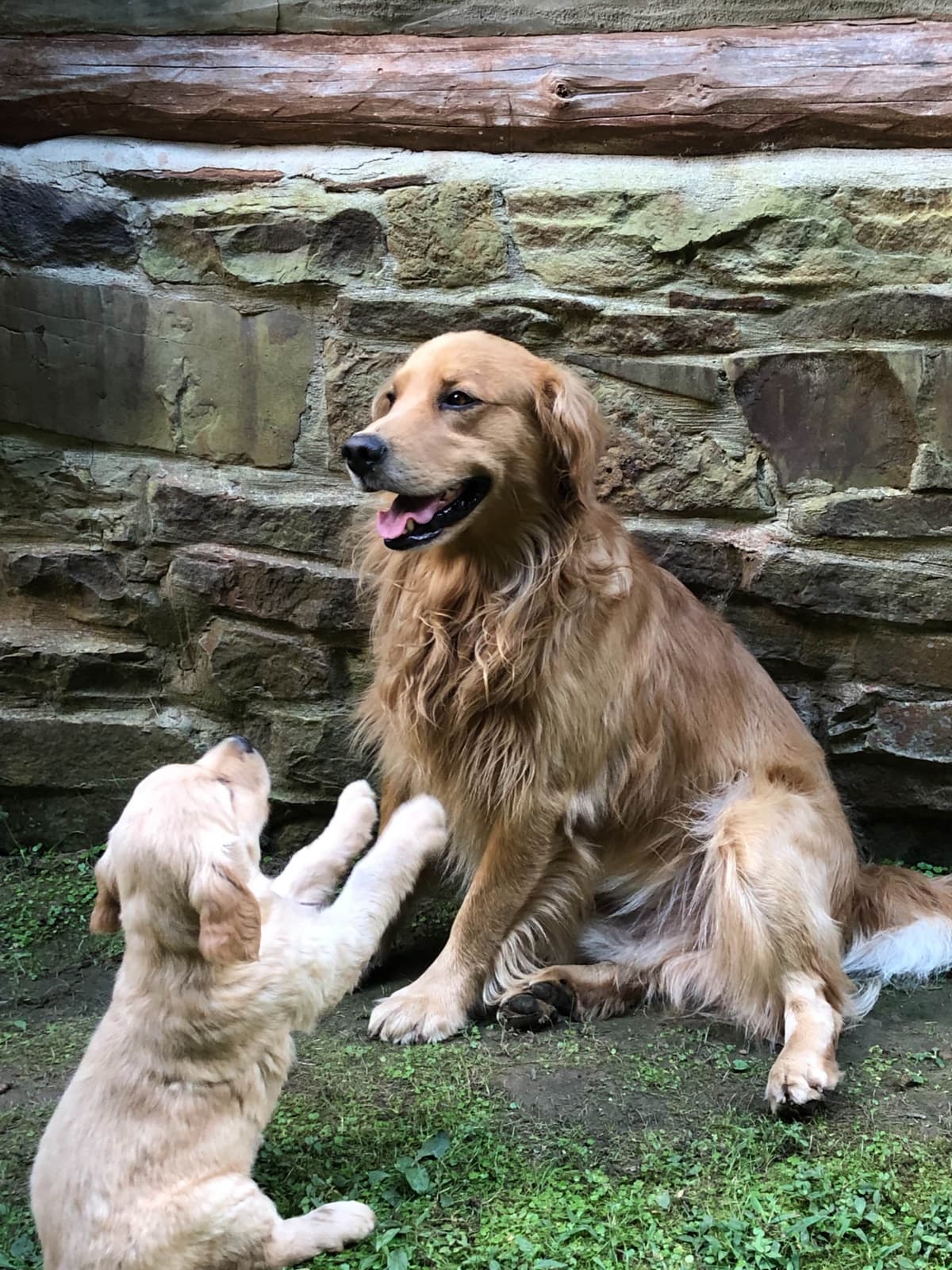 Golden Retriever Puppies breeder image 6