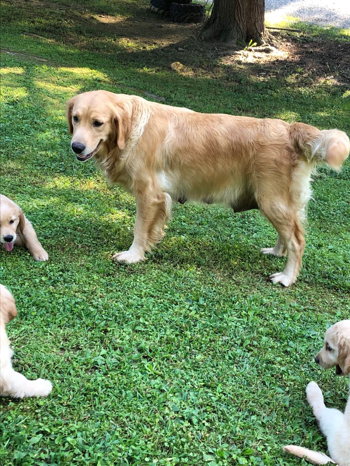 Golden Retriever Puppies breeder image 7