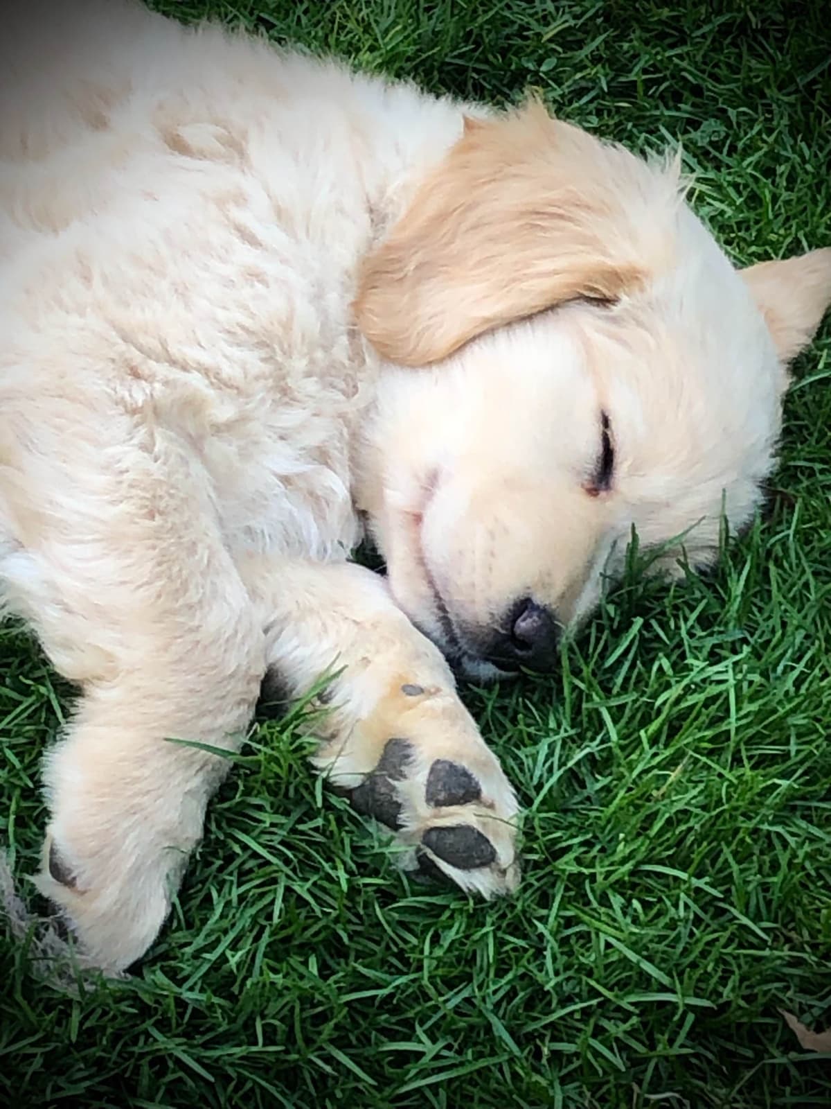 Golden Retriever Puppies breeder image 8