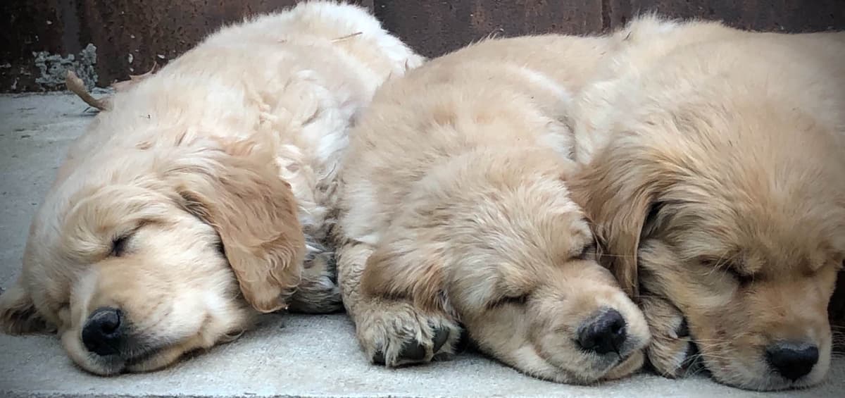 Golden Retriever Puppies breeder image 9